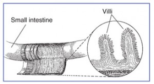 The villi inside the small intestine.