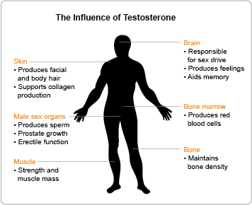 What controls testosterone production