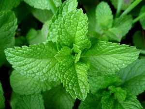 benefits of peppermint