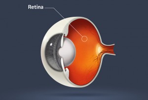 retina diagram